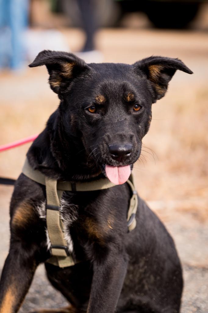 Enlarge Regis, a Adoptable mixed breed in Fort Lupton, CO image 5/6