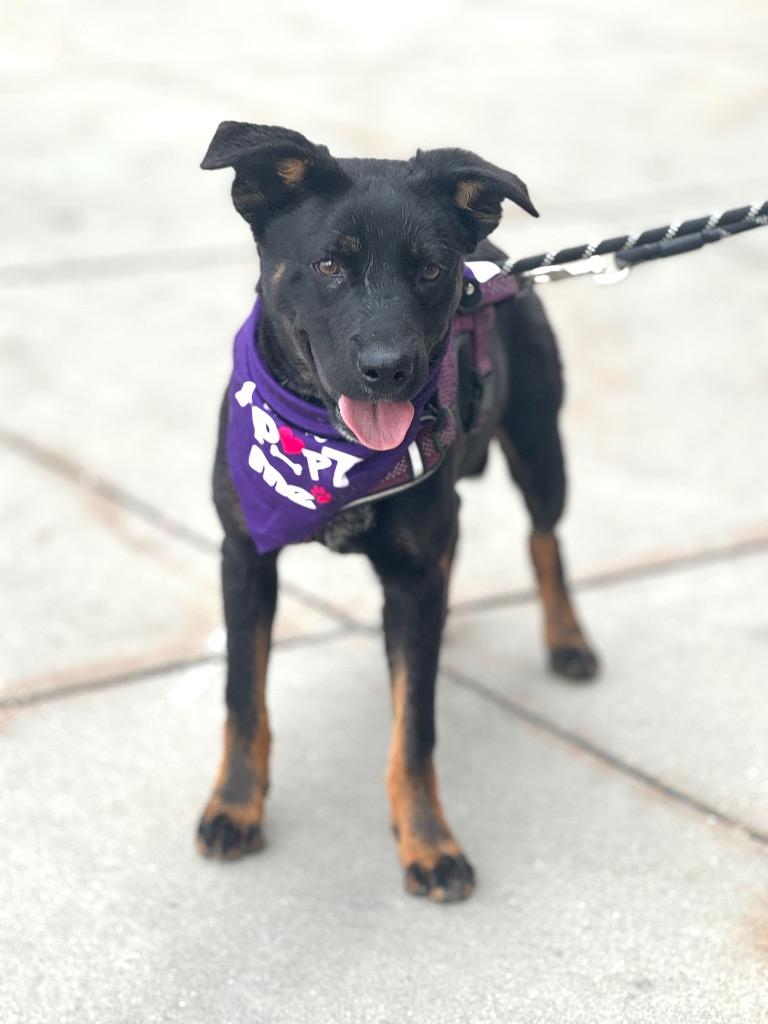 Enlarge Regis, a Adoptable mixed breed in Fort Lupton, CO image 6/6