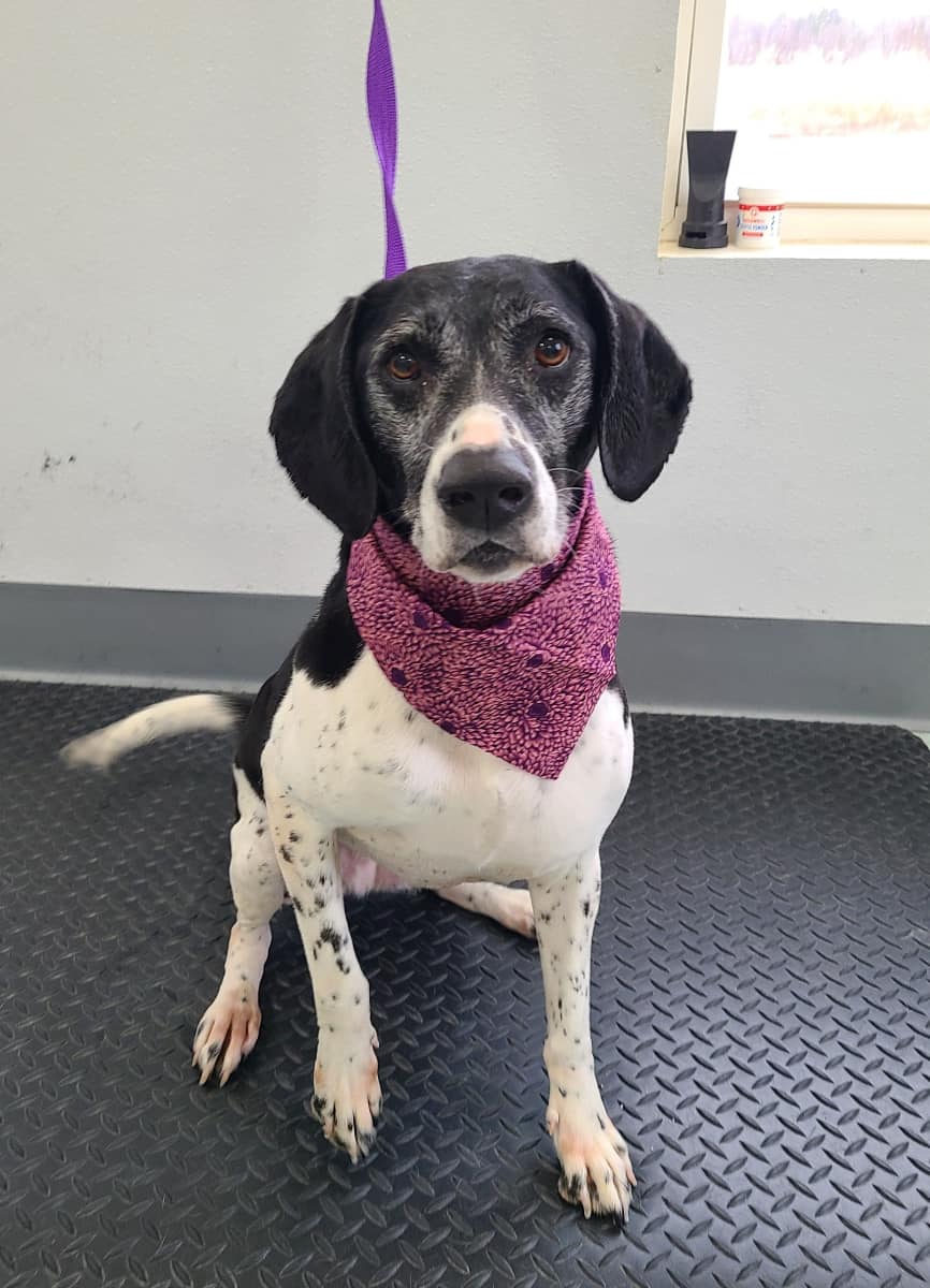 Dog for adoption Duchess, a Mixed Breed in Potsdam, NY Petfinder