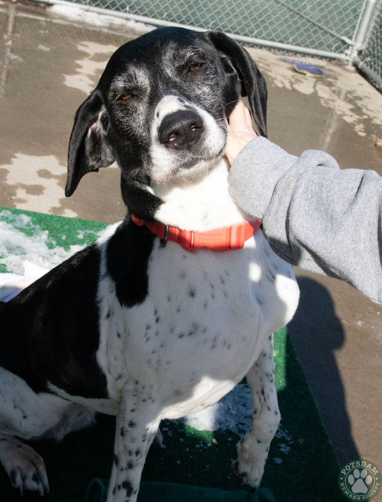 Dog for adoption Duchess, a Mixed Breed in Potsdam, NY Petfinder