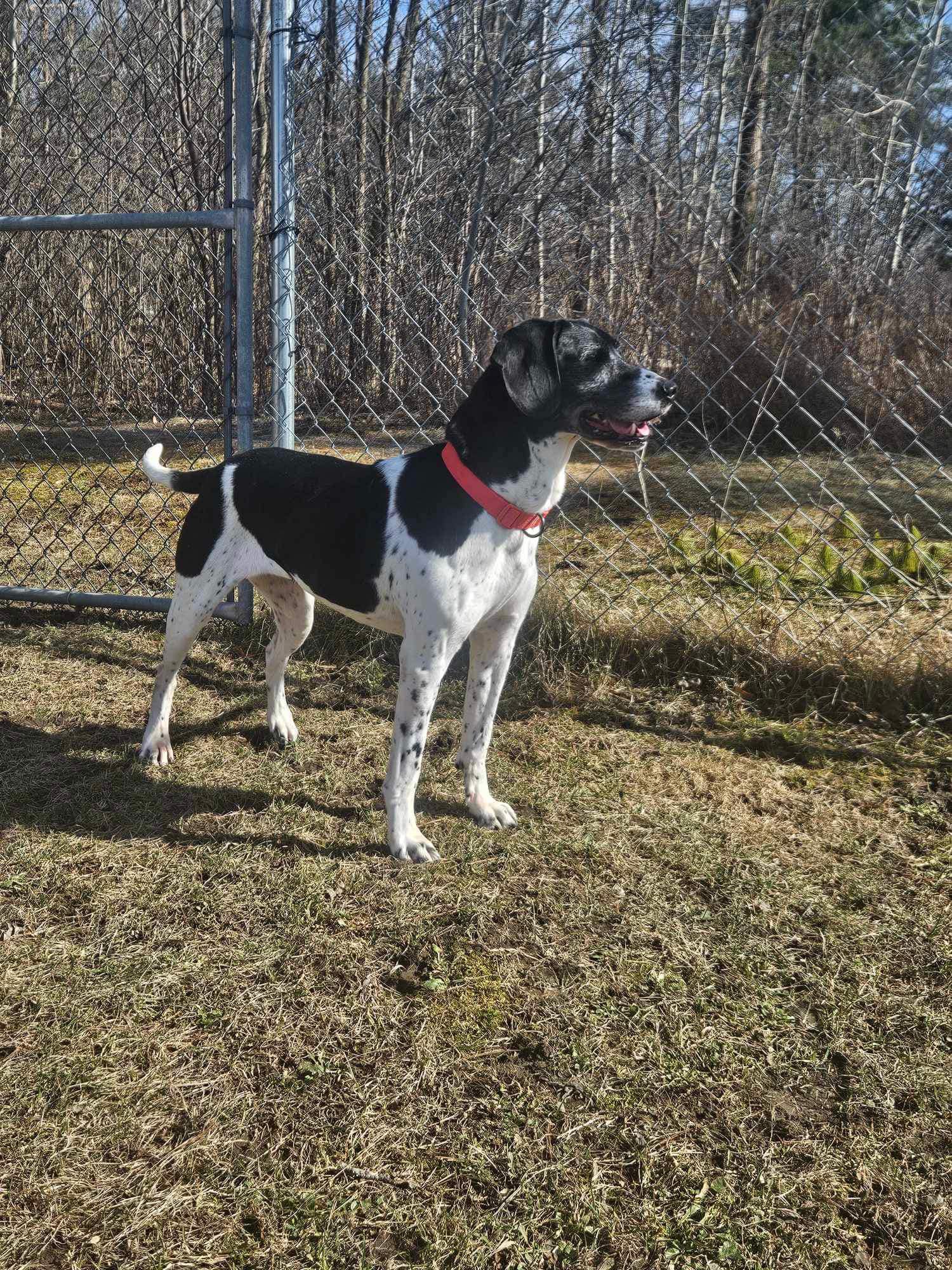 Dog for adoption Duchess, a Mixed Breed in Potsdam, NY Petfinder