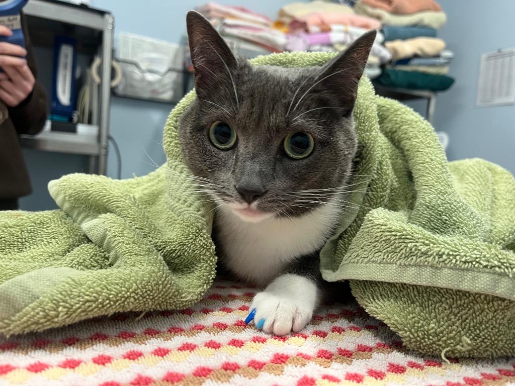 Passerina, Adoptable, Adult Female Domestic Short Hair.