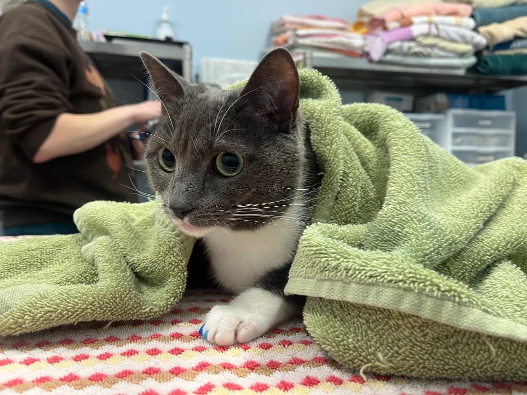 Enlarge Passerina, a Adoptable mixed breed in Raleigh, NC image 2/3