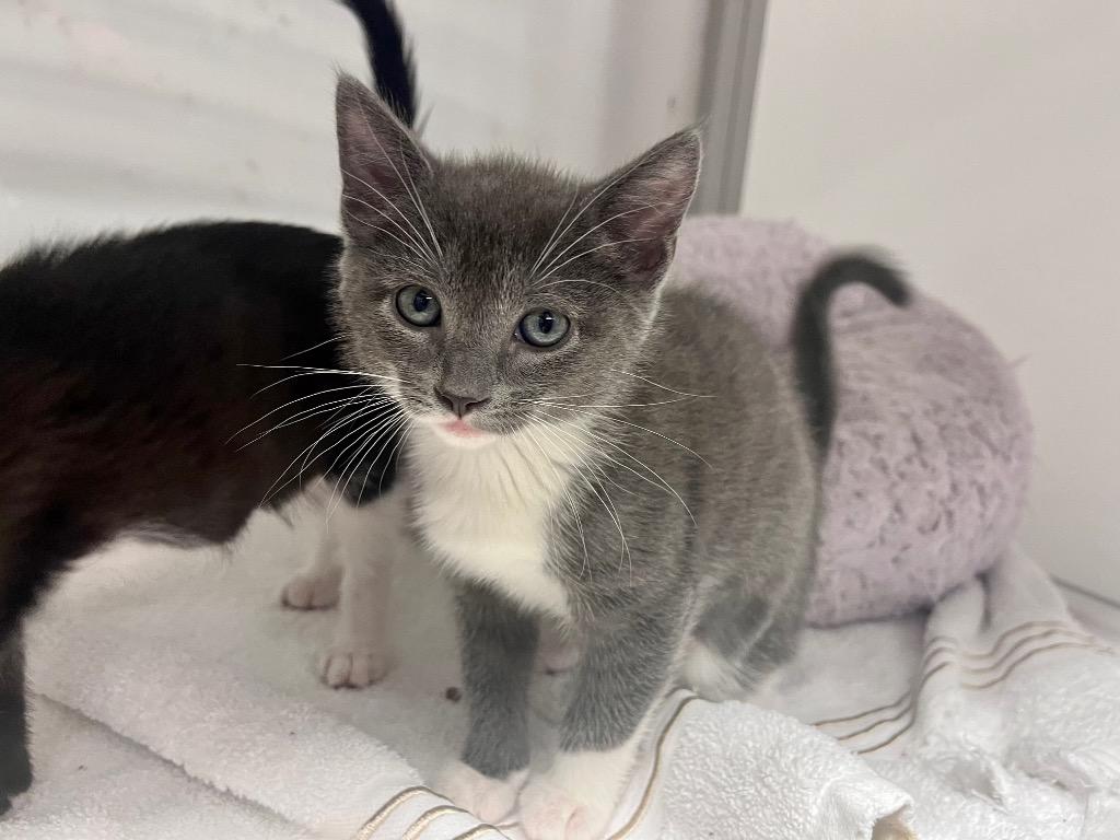 Enlarge Passerina, a Adoptable mixed breed in Raleigh, NC image 3/3