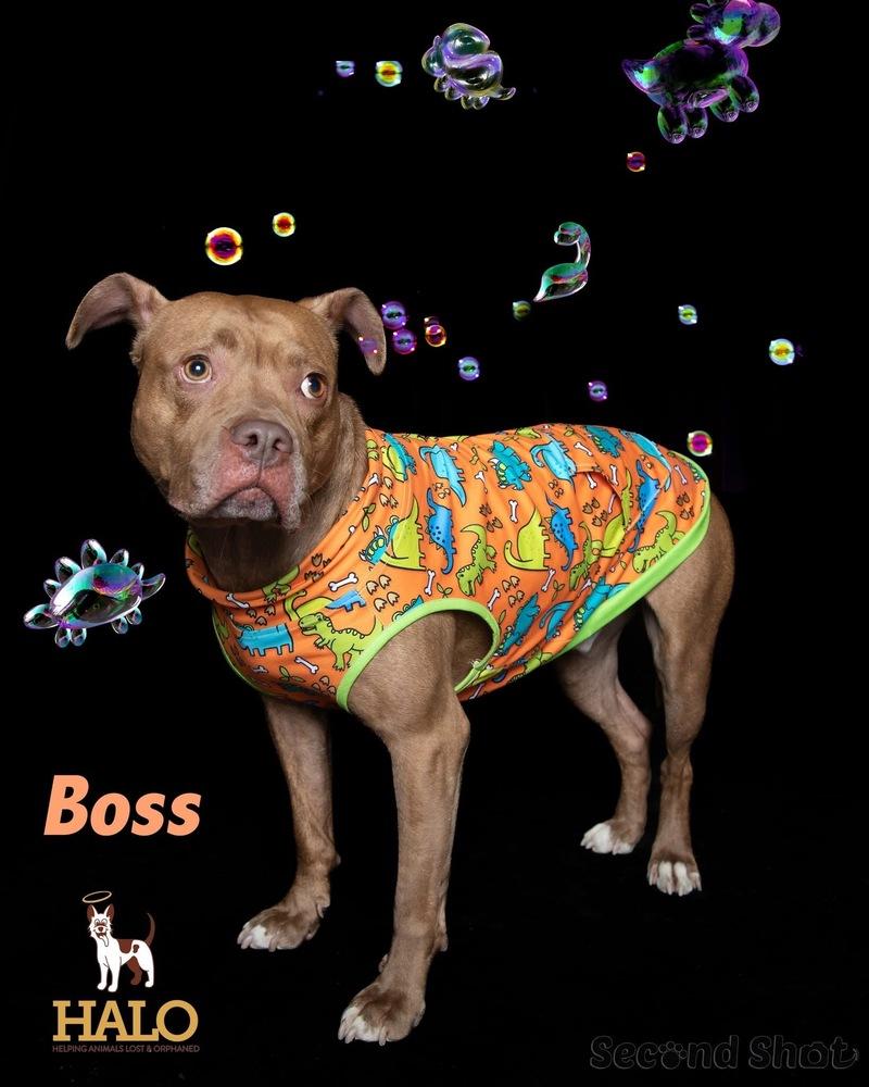 Boss, Adopted, Young Male Mixed Breed.