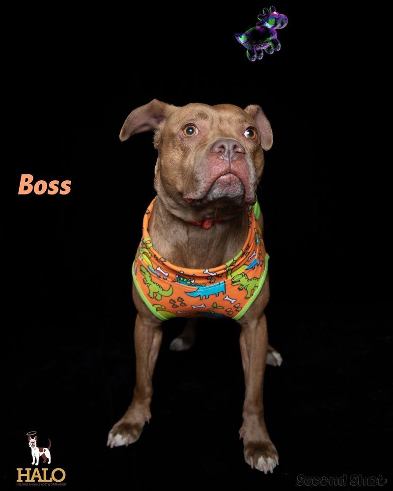 Enlarge Boss, a Adopted Mixed Breed in Xenia, OH image 2/6