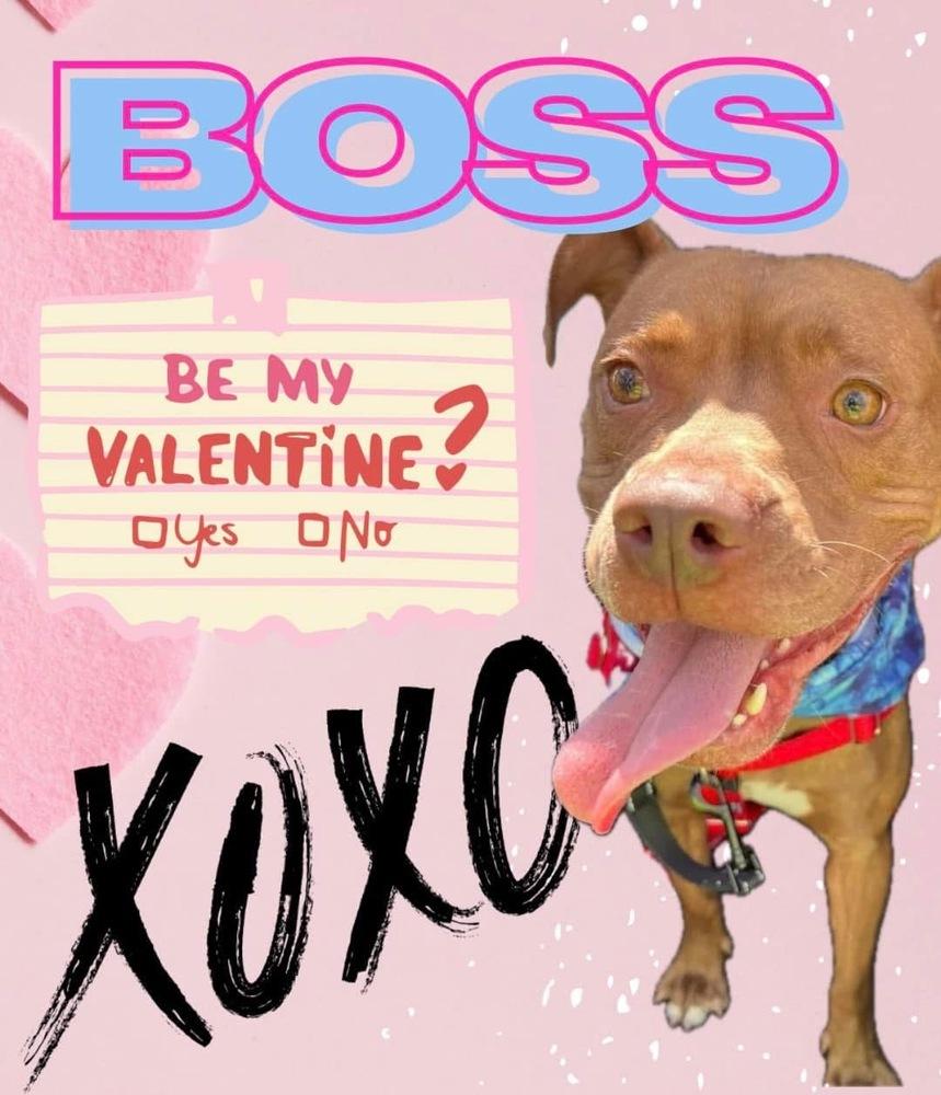Enlarge Boss, a Adopted Mixed Breed in Xenia, OH image 3/6