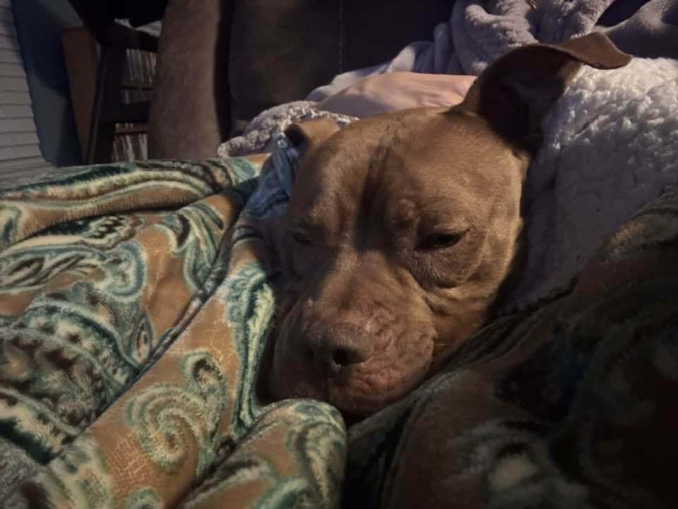 Enlarge Boss, a Adopted Mixed Breed in Xenia, OH image 5/6