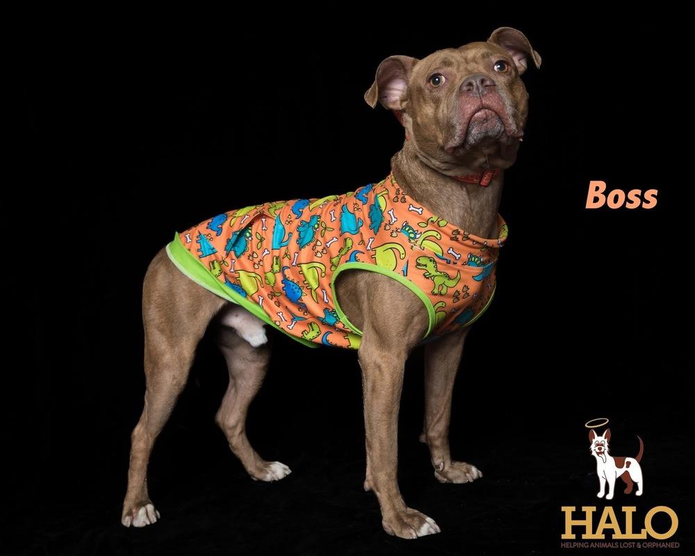 Enlarge Boss, a Adopted Mixed Breed in Xenia, OH image 6/6