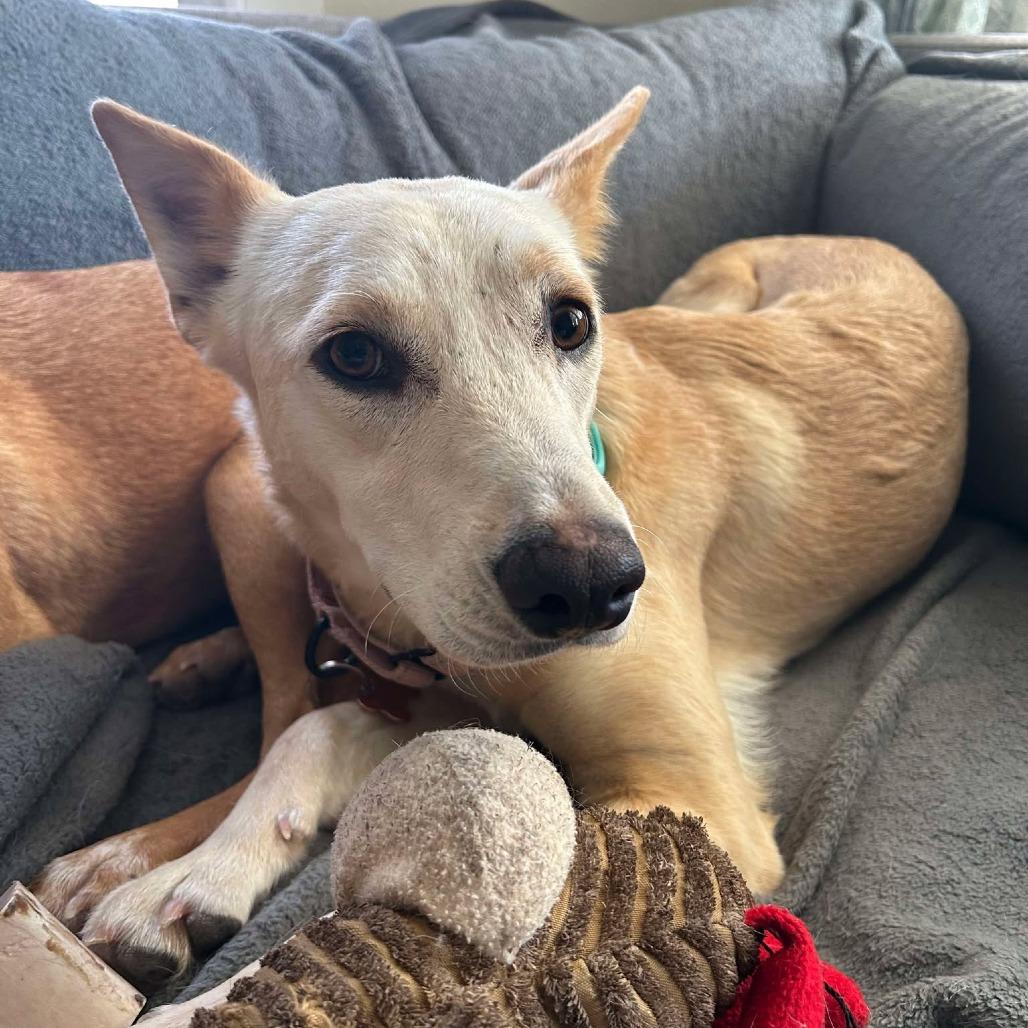 Enlarge Daisy, a Adoptable Mixed Breed in Bend, OR image 1/6