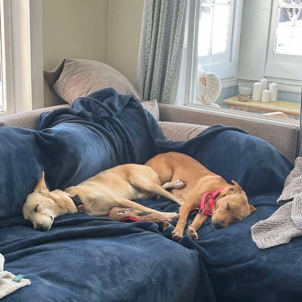 Enlarge Daisy, a Adoptable Mixed Breed in Bend, OR image 2/6