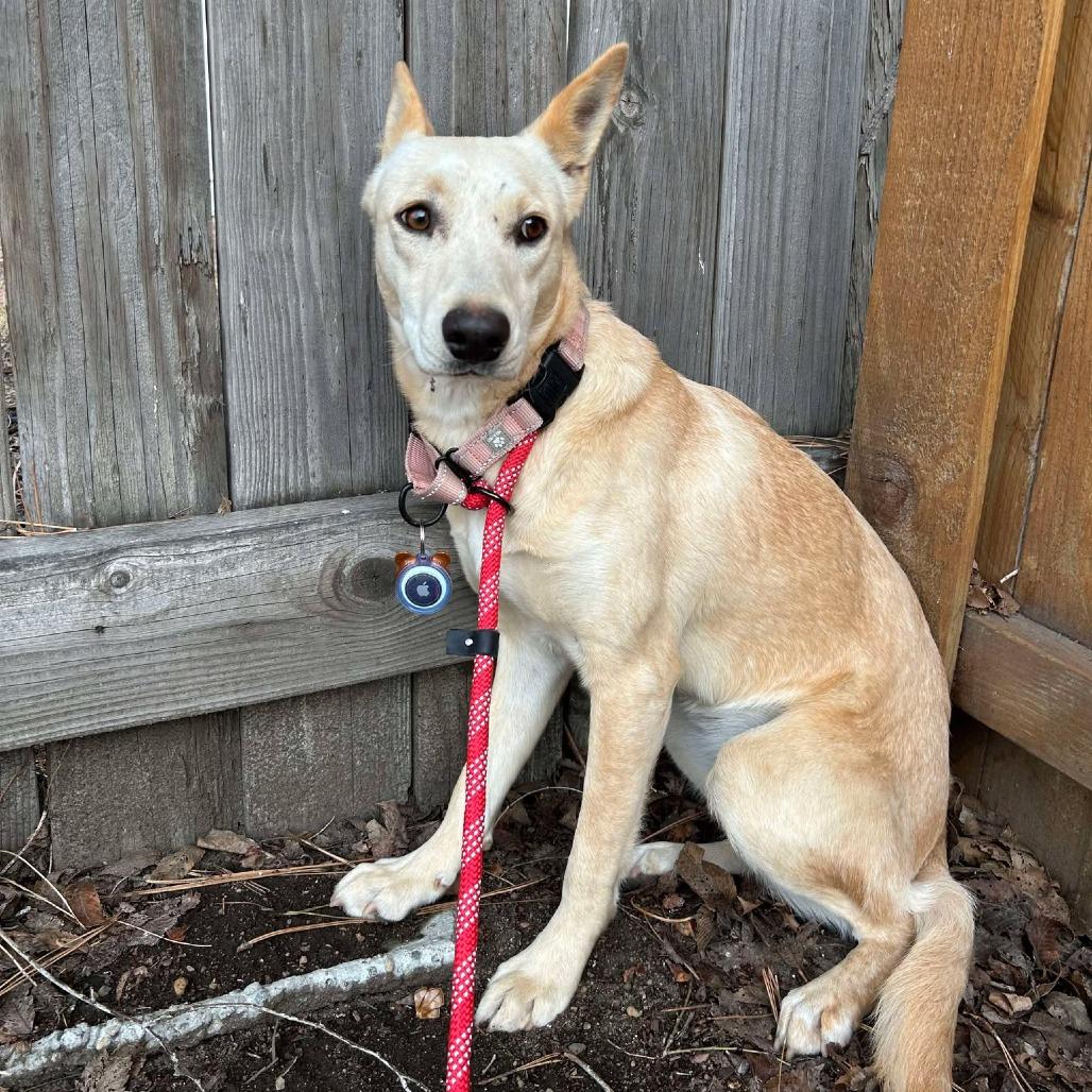 Enlarge Daisy, a Adoptable Mixed Breed in Bend, OR image 3/6