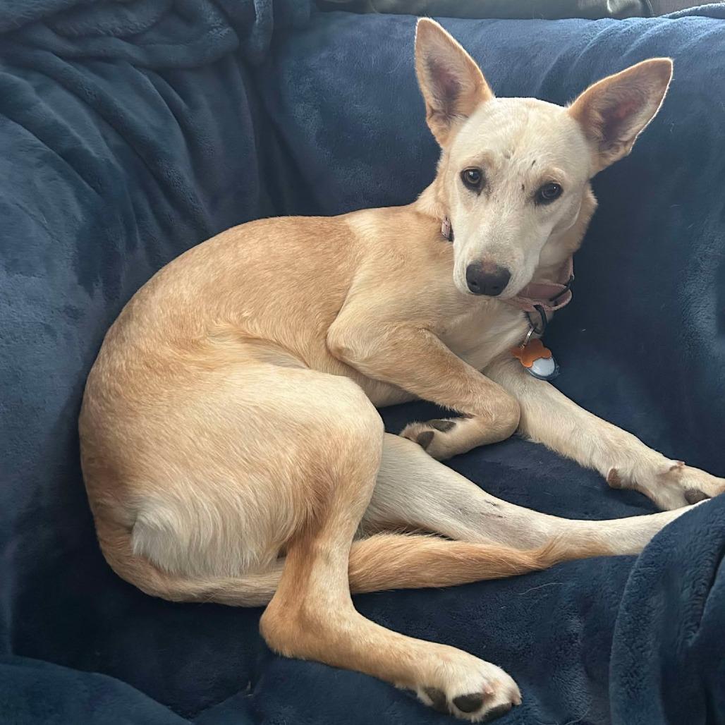 Enlarge Daisy, a Adoptable Mixed Breed in Bend, OR image 4/6