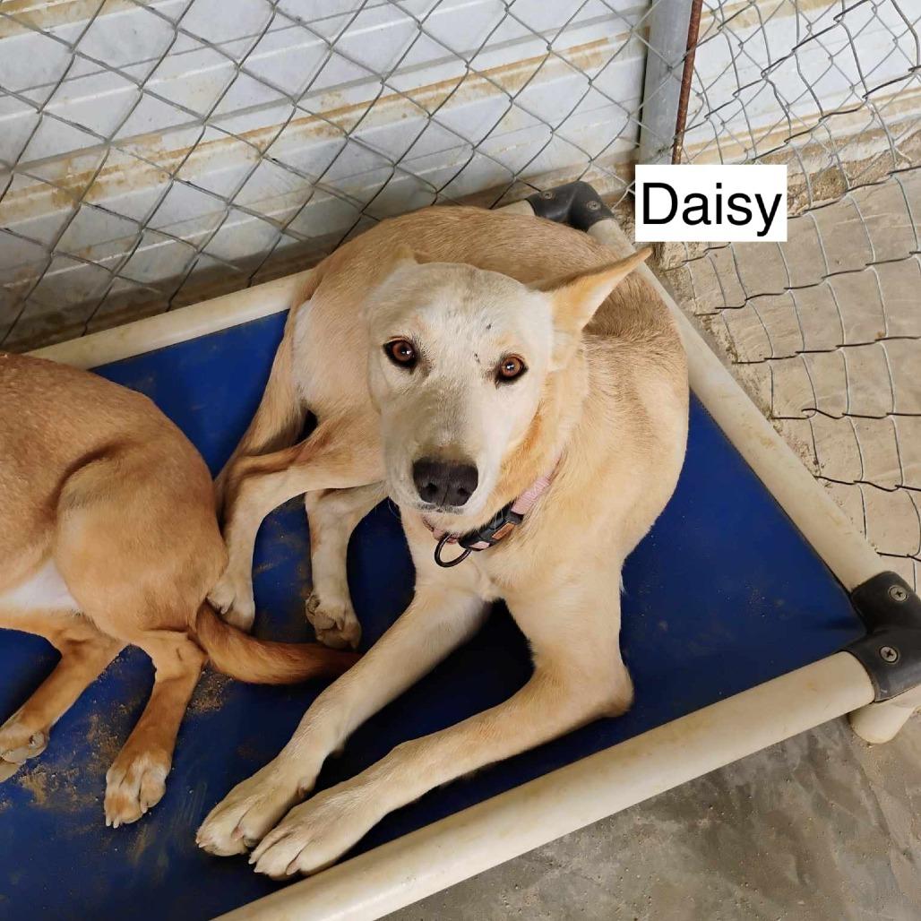 Enlarge Daisy, a Adoptable Mixed Breed in Bend, OR image 5/6