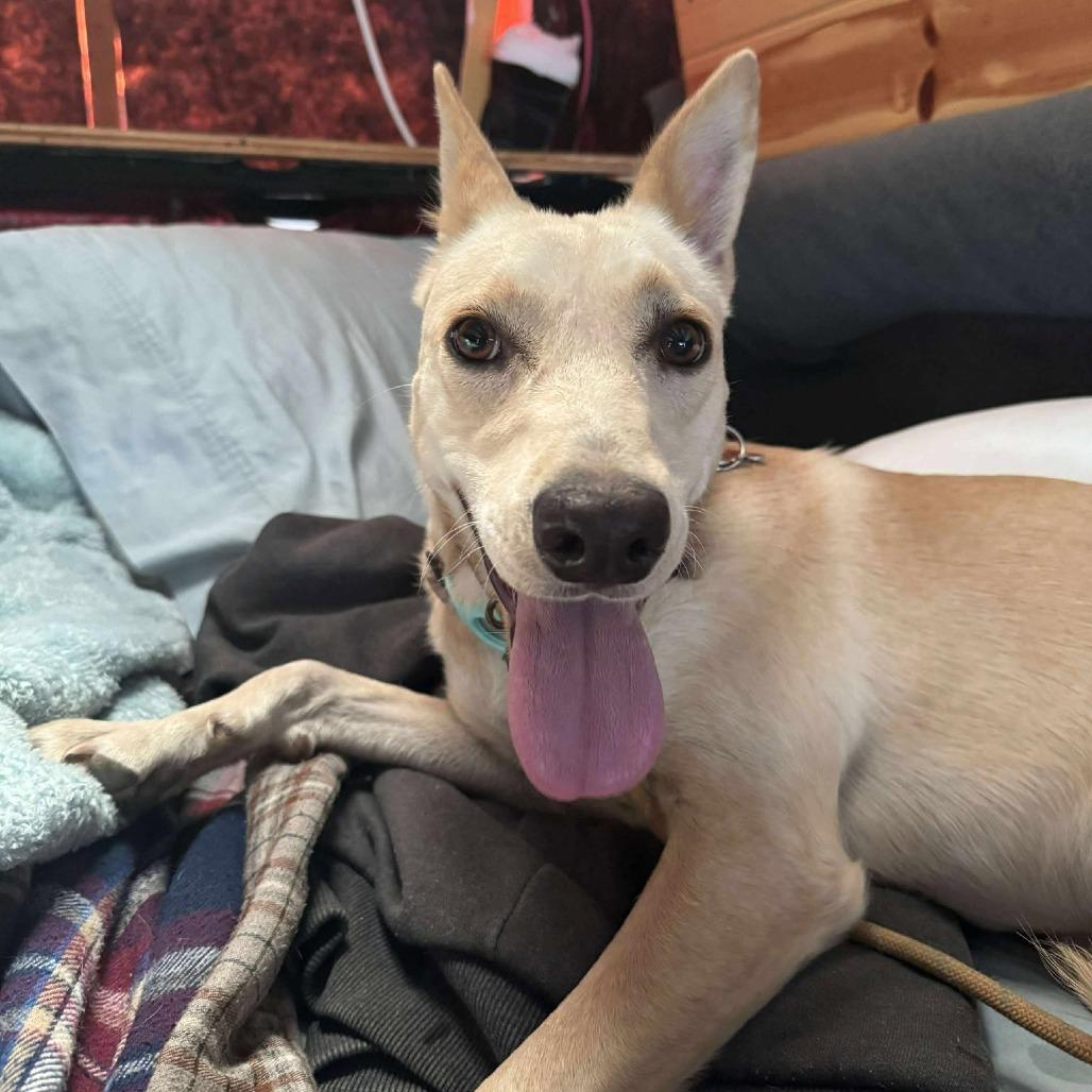 Enlarge Daisy, a Adoptable Mixed Breed in Bend, OR image 6/6