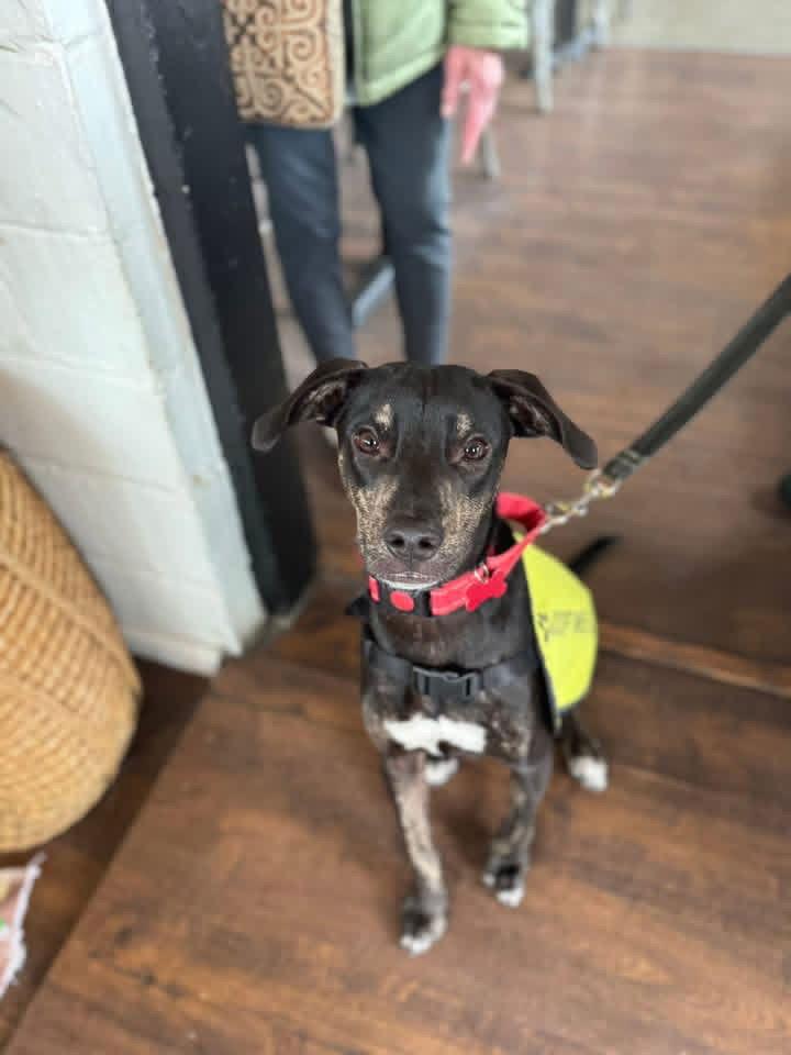 Zander, Adopted, Adult Male Hound & Whippet.