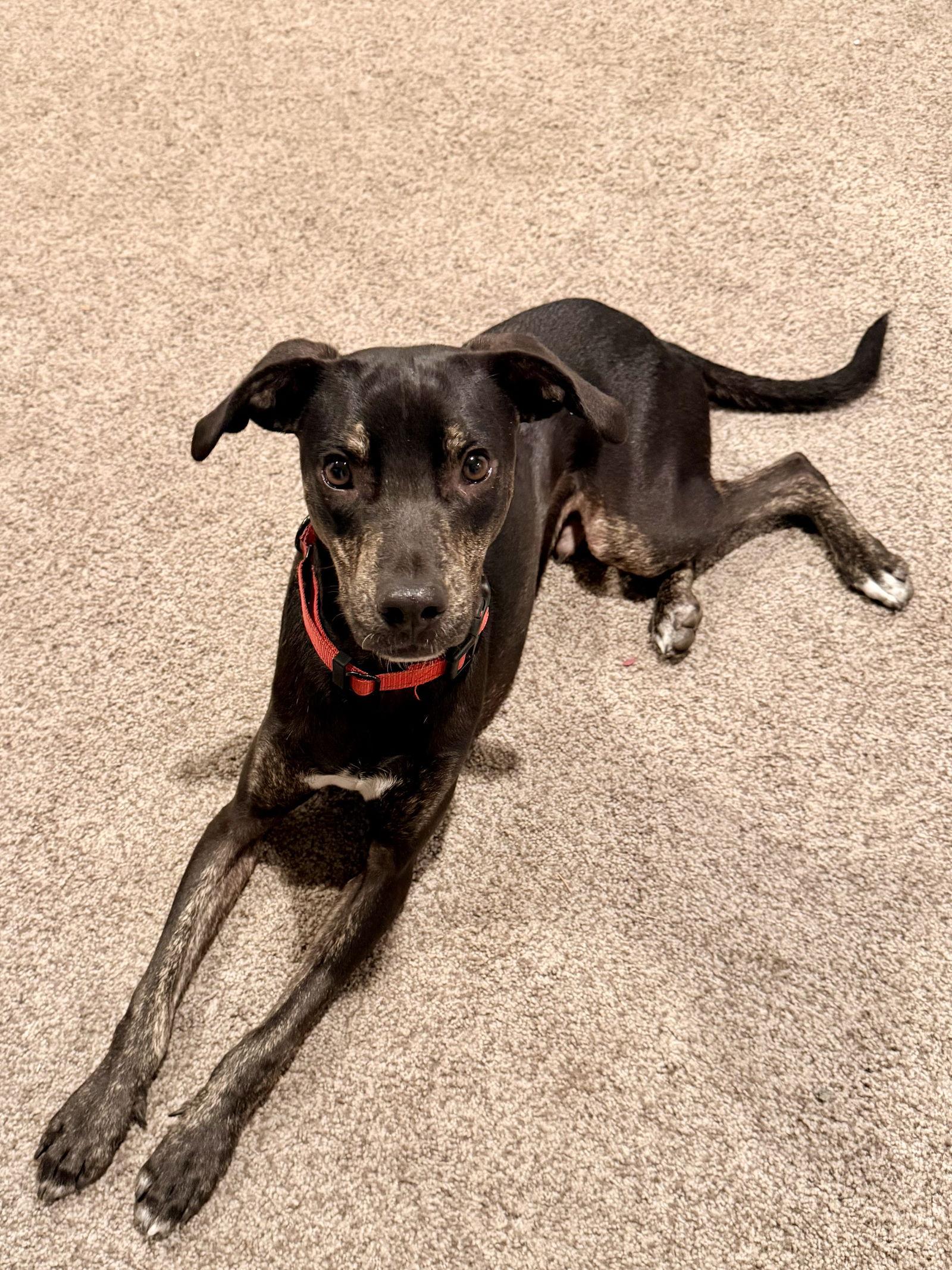 Enlarge Zander, a Adopted mixed breed in Bothell, WA image 2/3