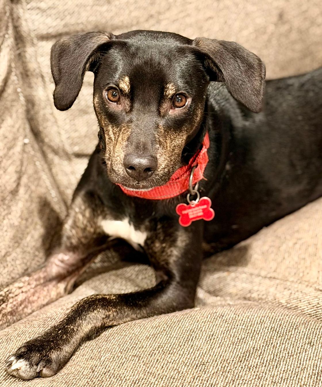 Enlarge Zander, a Adopted mixed breed in Bothell, WA image 3/3