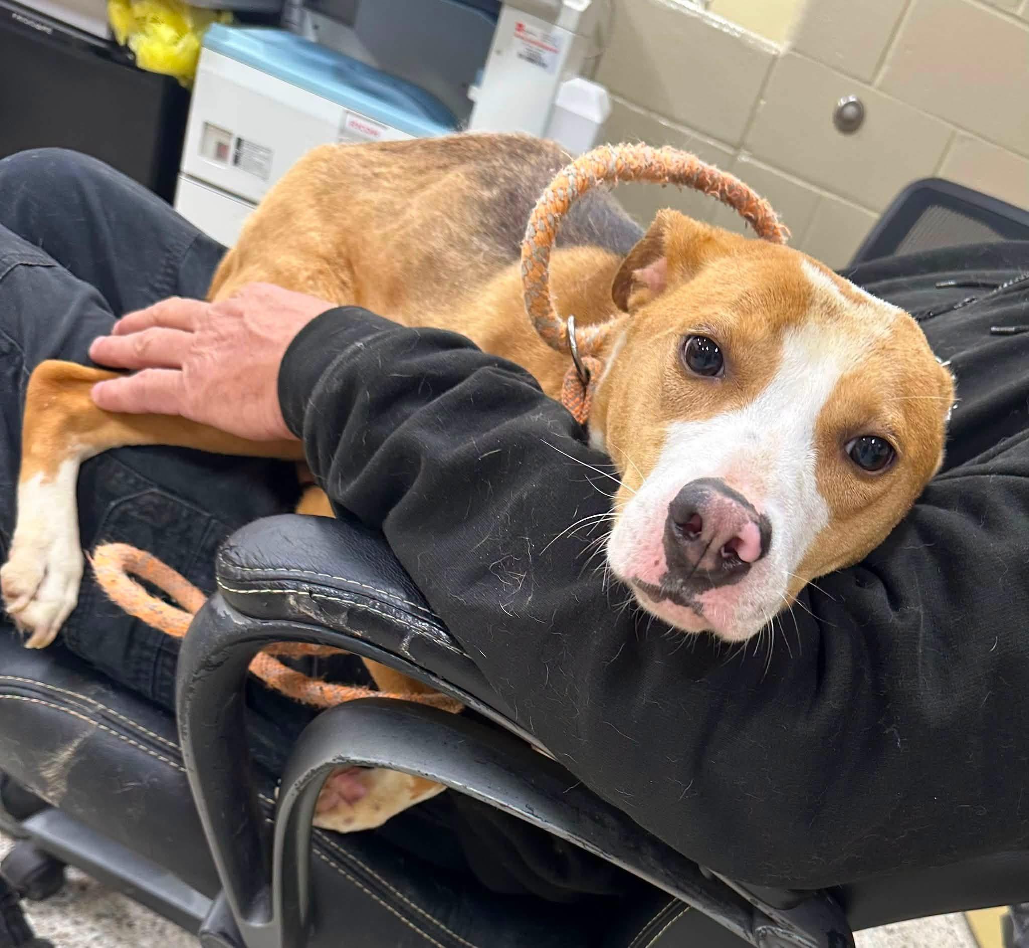 Annette, a ADOPTABLE mixed breed in Youngstown, OH image 4/5