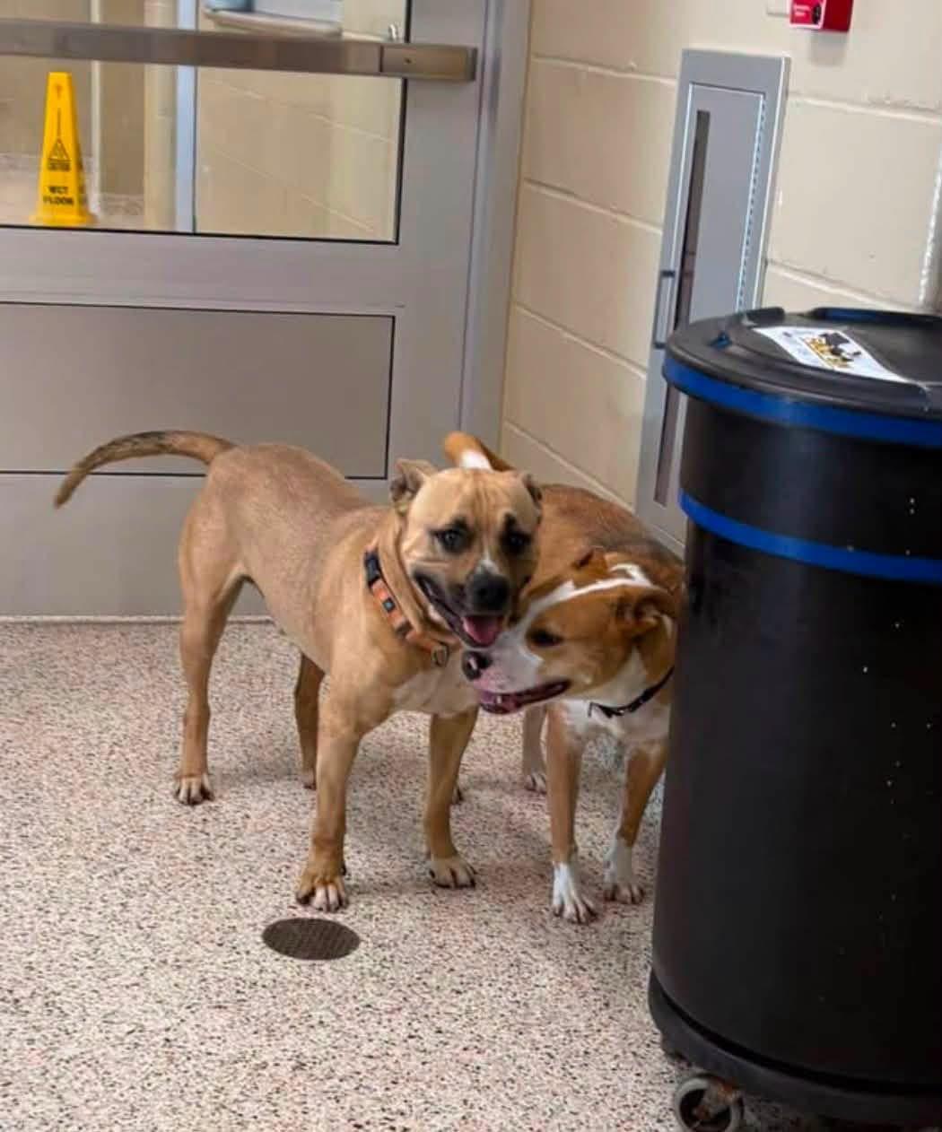 Annette, a ADOPTABLE mixed breed in Youngstown, OH image 5/5