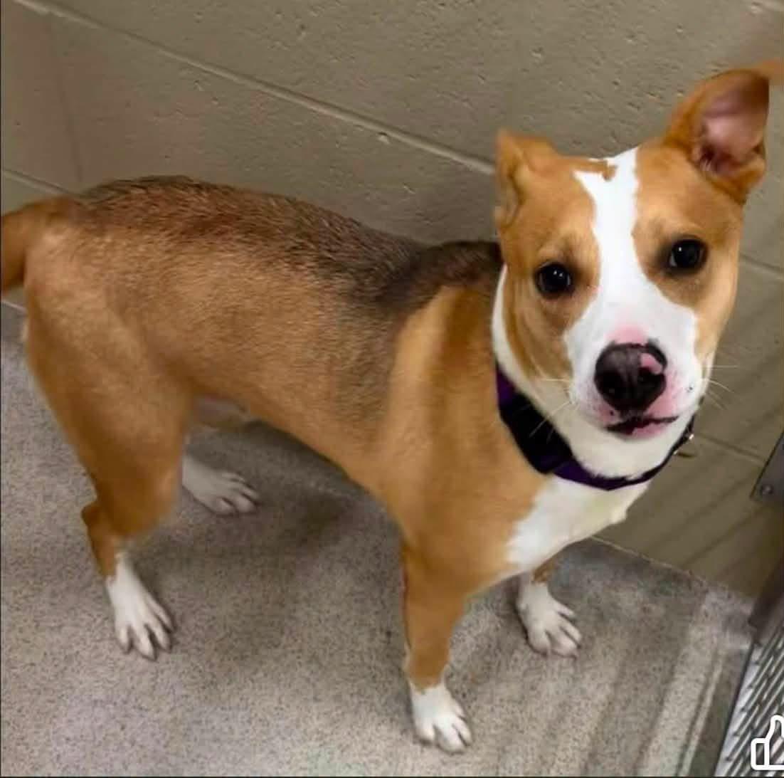 Annette, a ADOPTABLE mixed breed in Youngstown, OH image 2/5