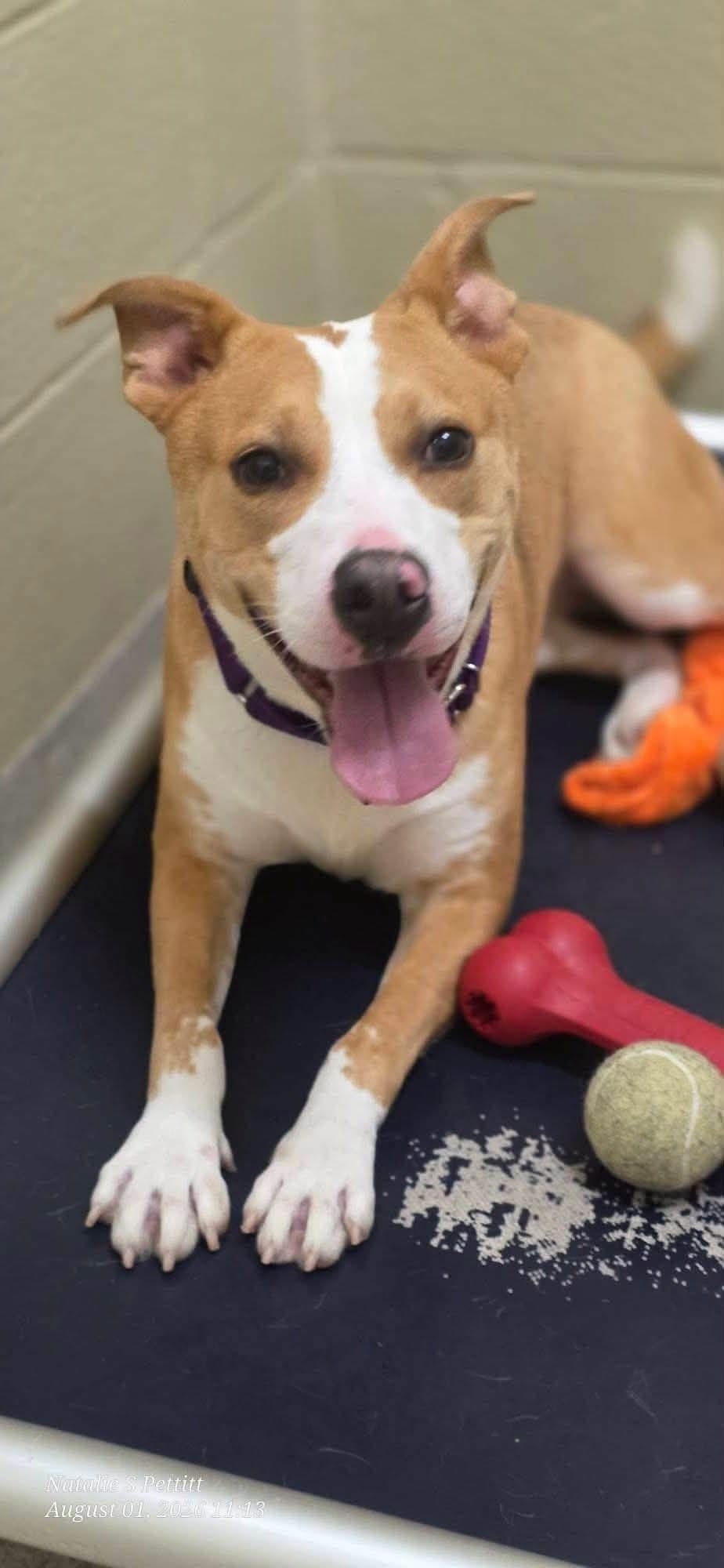 Annette, ADOPTABLE, Adult Female Terrier.