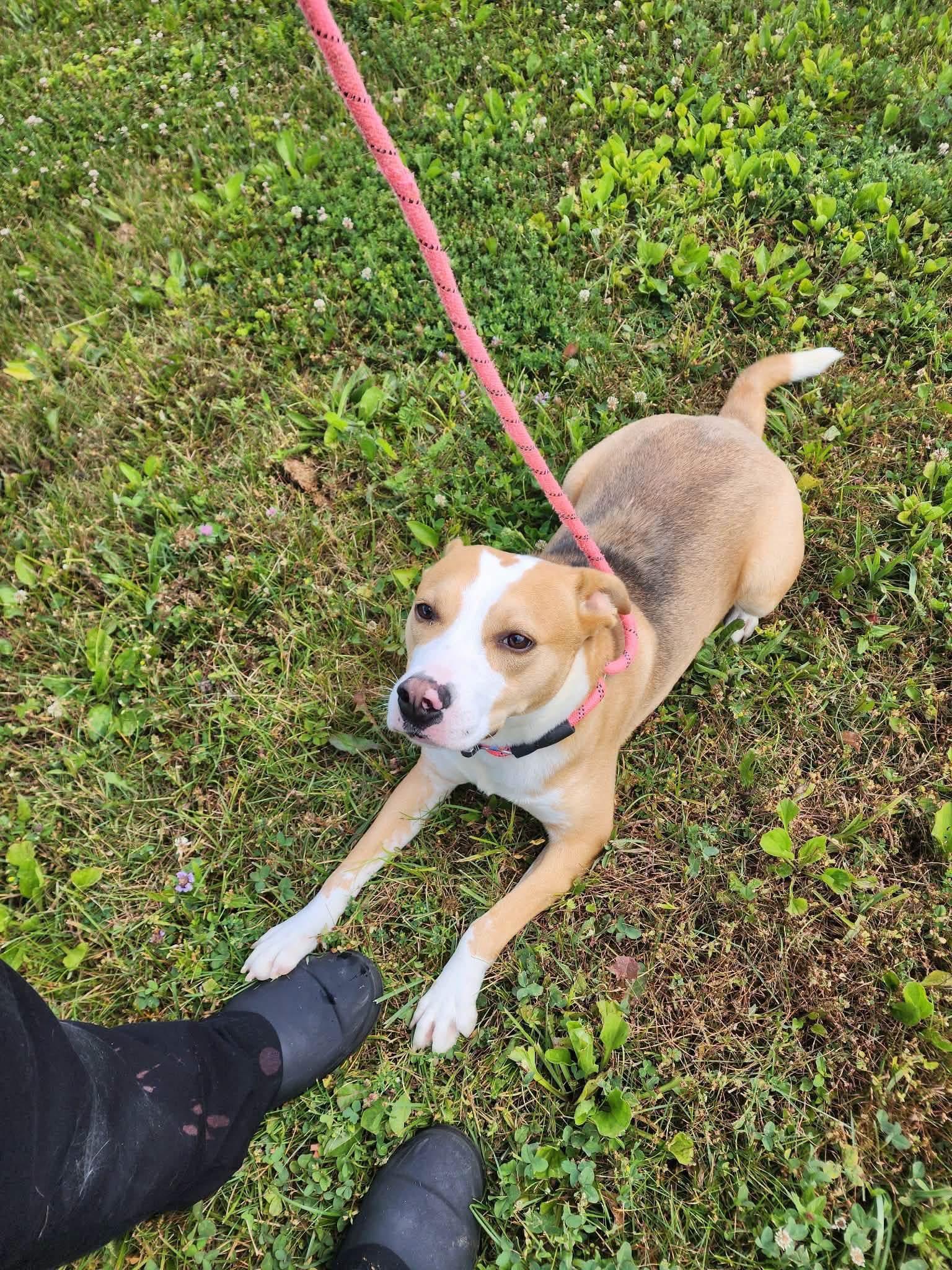 Annette, a ADOPTABLE mixed breed in Youngstown, OH image 3/5
