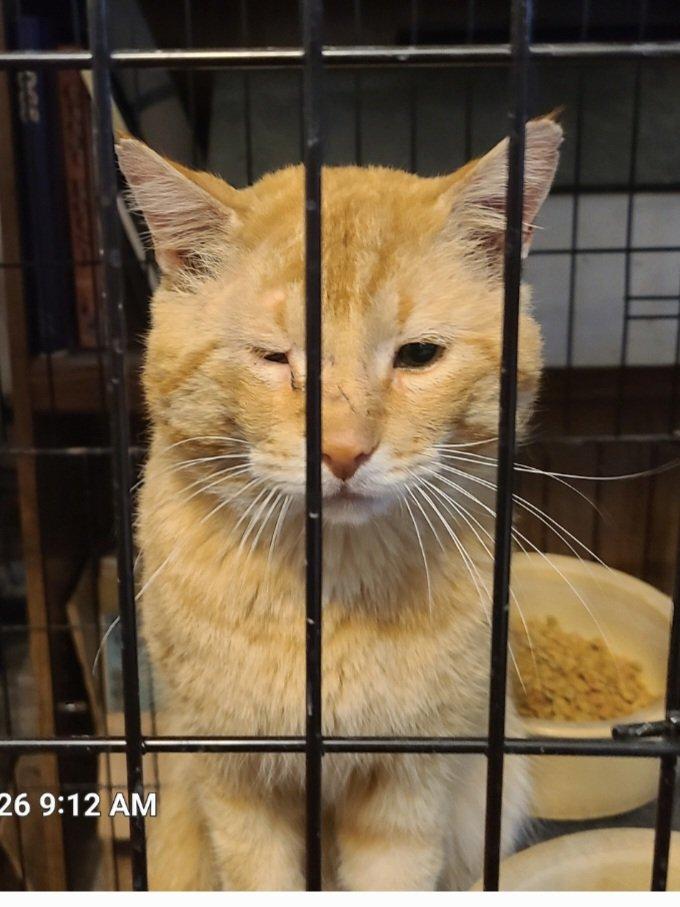 Malcolm , ADOPTABLE, Adult Male Domestic Short Hair.