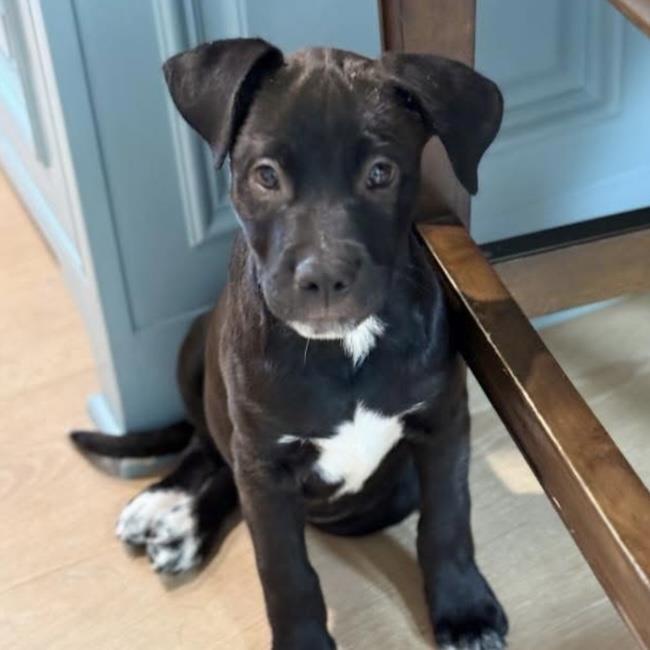Knotts, a Adoptable mixed breed in San Diego, CA image 1/3