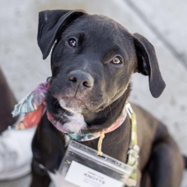 Enlarge Emmy Pup - Knotts, a Adoptable mixed breed in San Diego, CA image 1/3