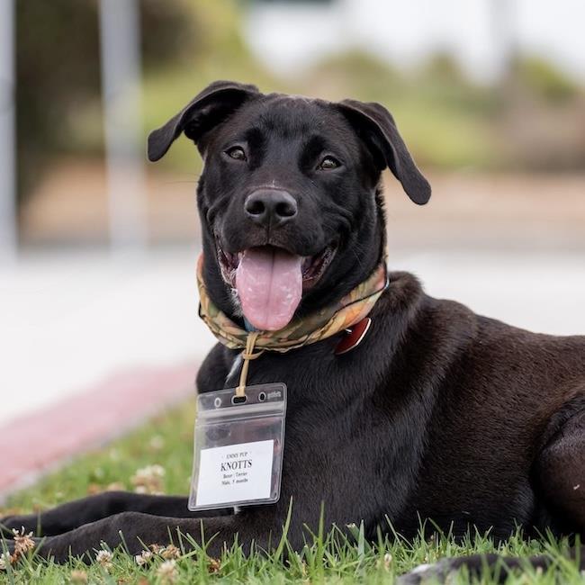 Knotts, a Adoptable mixed breed in San Diego, CA image 2/3