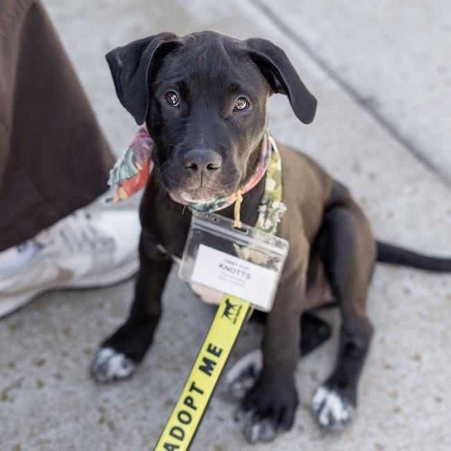 Knotts, a Adoptable mixed breed in San Diego, CA image 3/3