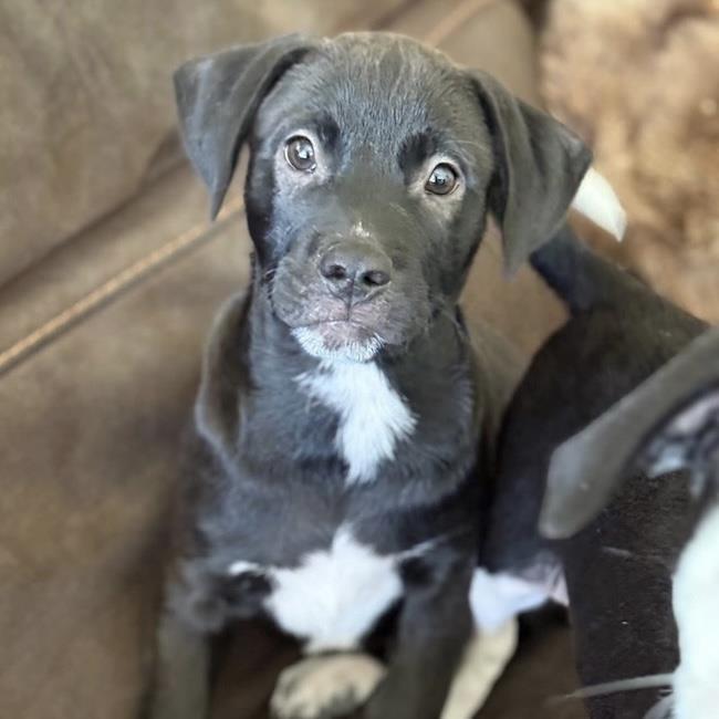 Enlarge Emmy Pup - Knotts, a Adoptable mixed breed in San Diego, CA image 2/3