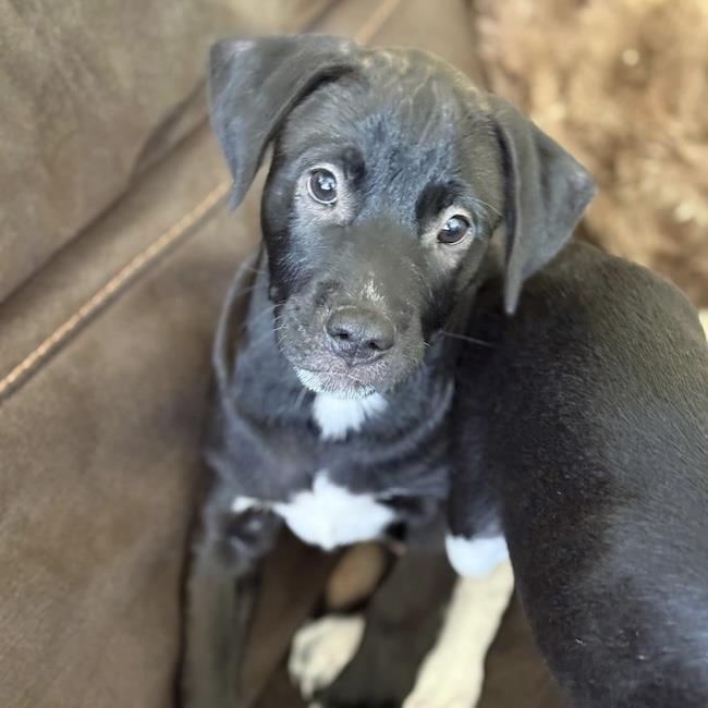 Enlarge Emmy Pup - Knotts, a Adoptable mixed breed in San Diego, CA image 3/3