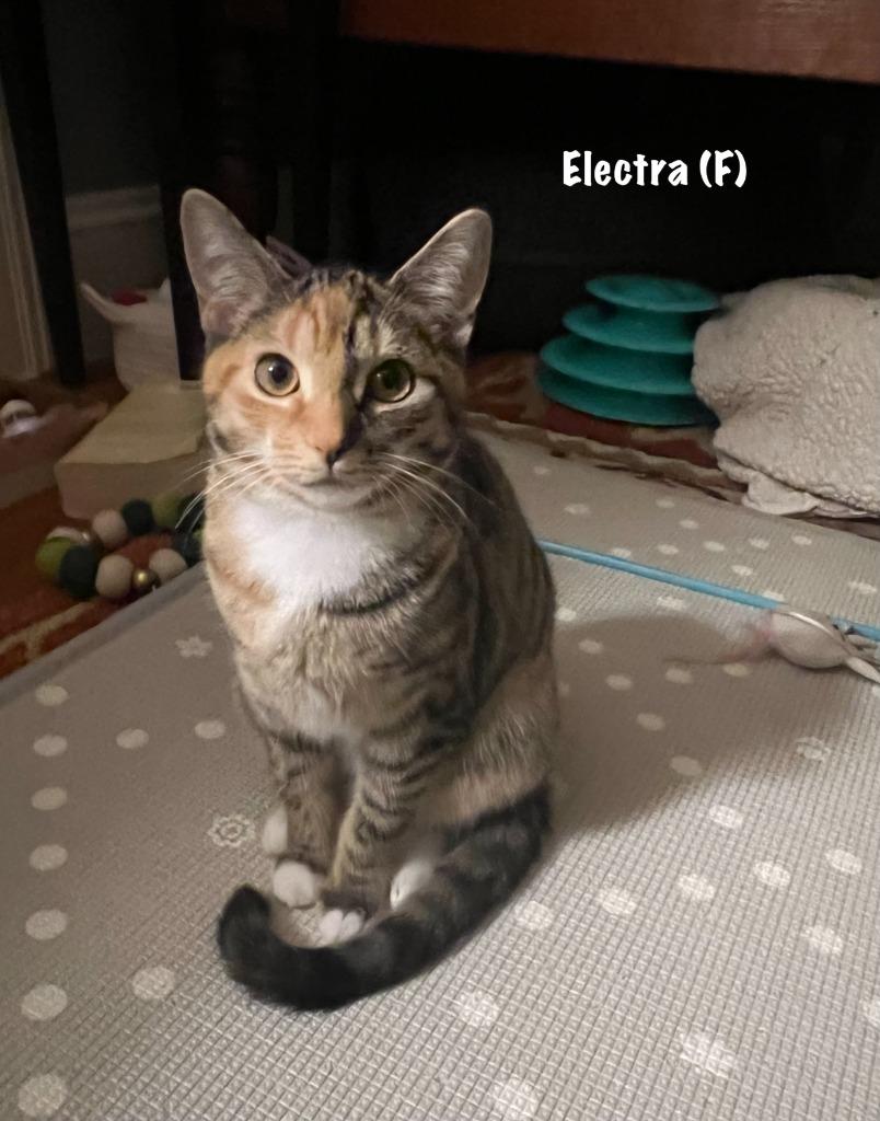 Electra Purrcival — thumbnail 2