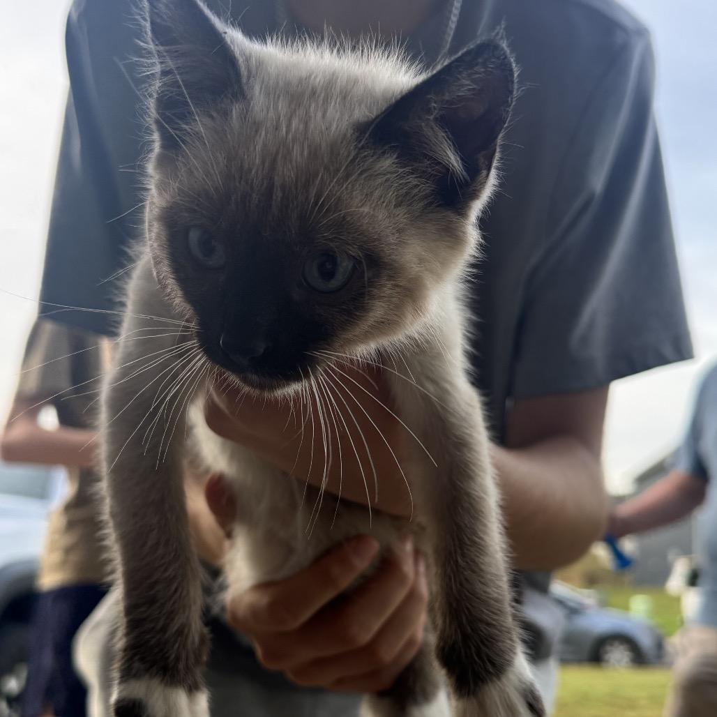 Box kitty, Adoptable, Kitten Male Siamese & Domestic Short Hair.