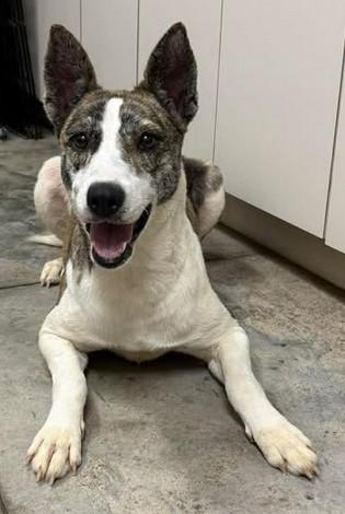 Enlarge Dolly Pawton, a Adoptable mixed breed in Lampasas, TX image 1/2