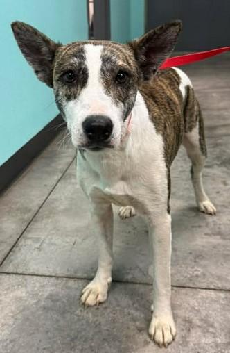 Enlarge Dolly Pawton, a Adoptable mixed breed in Lampasas, TX image 2/2