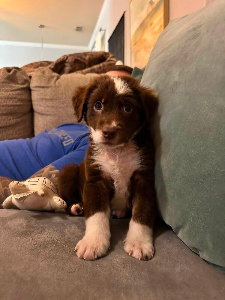 Red, Adopted, Puppy Male Australian Shepherd.