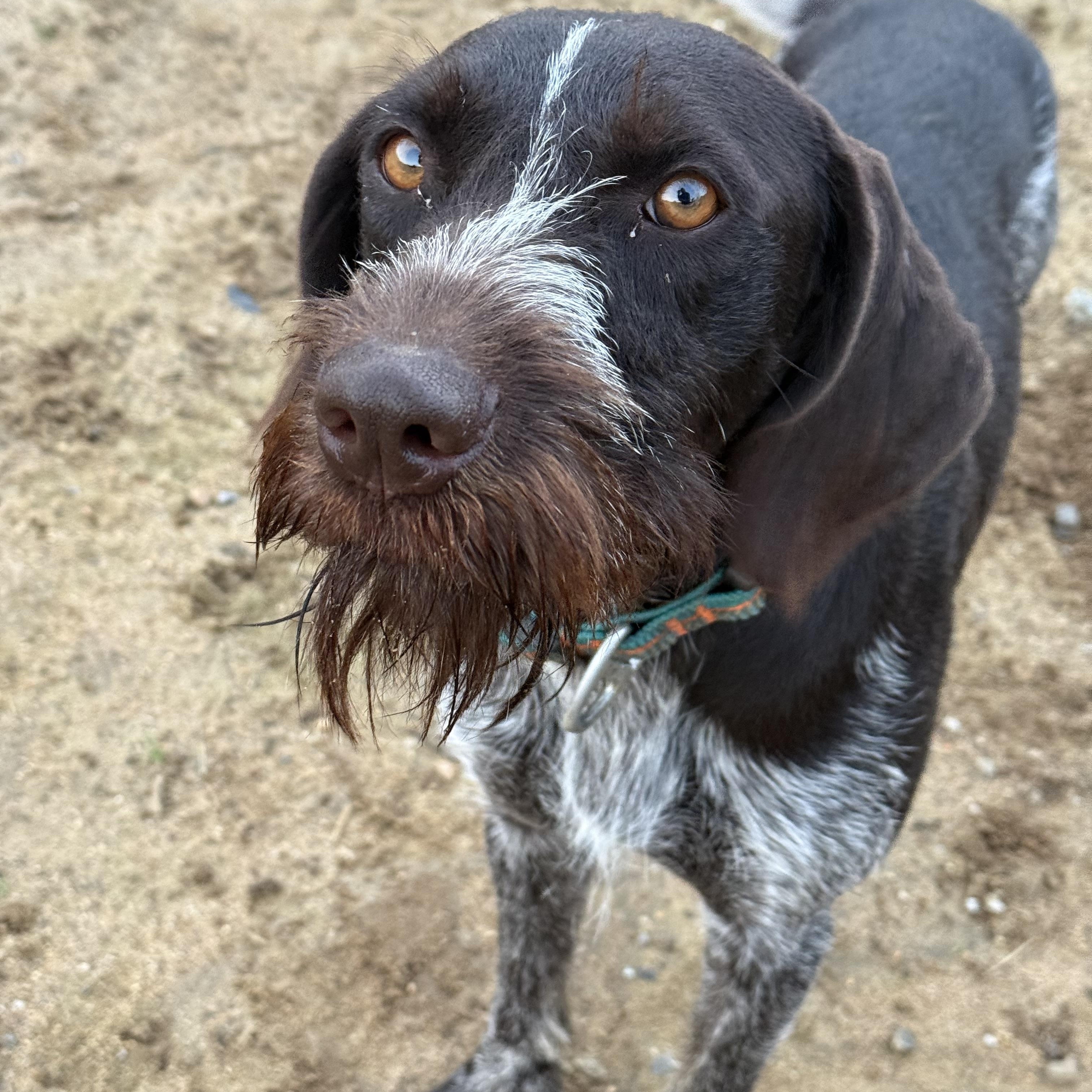 Enlarge Buck, a Adoptable German Wirehaired Pointer in Fries, VA image 2/4