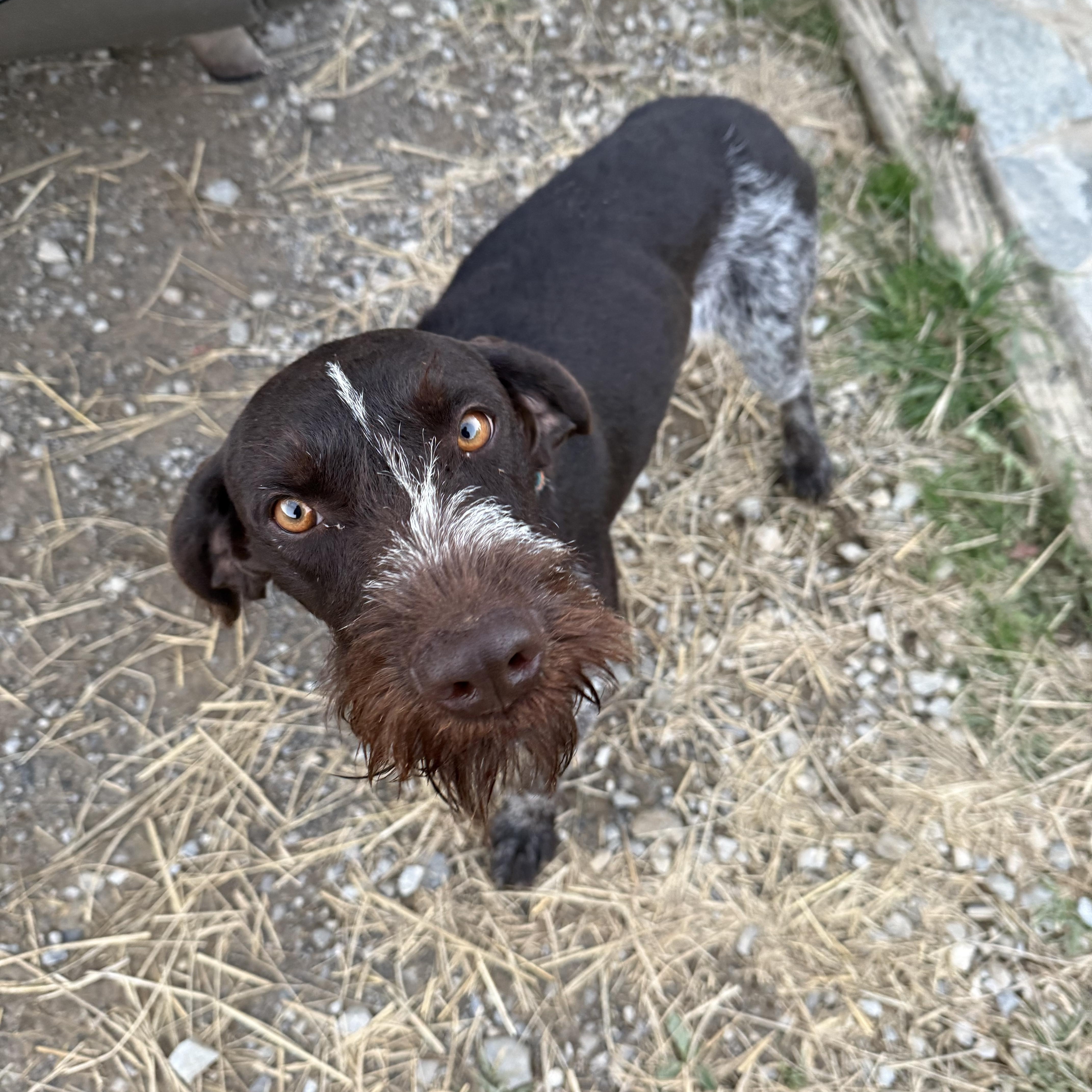 Enlarge Buck, a Adoptable German Wirehaired Pointer in Fries, VA image 4/4