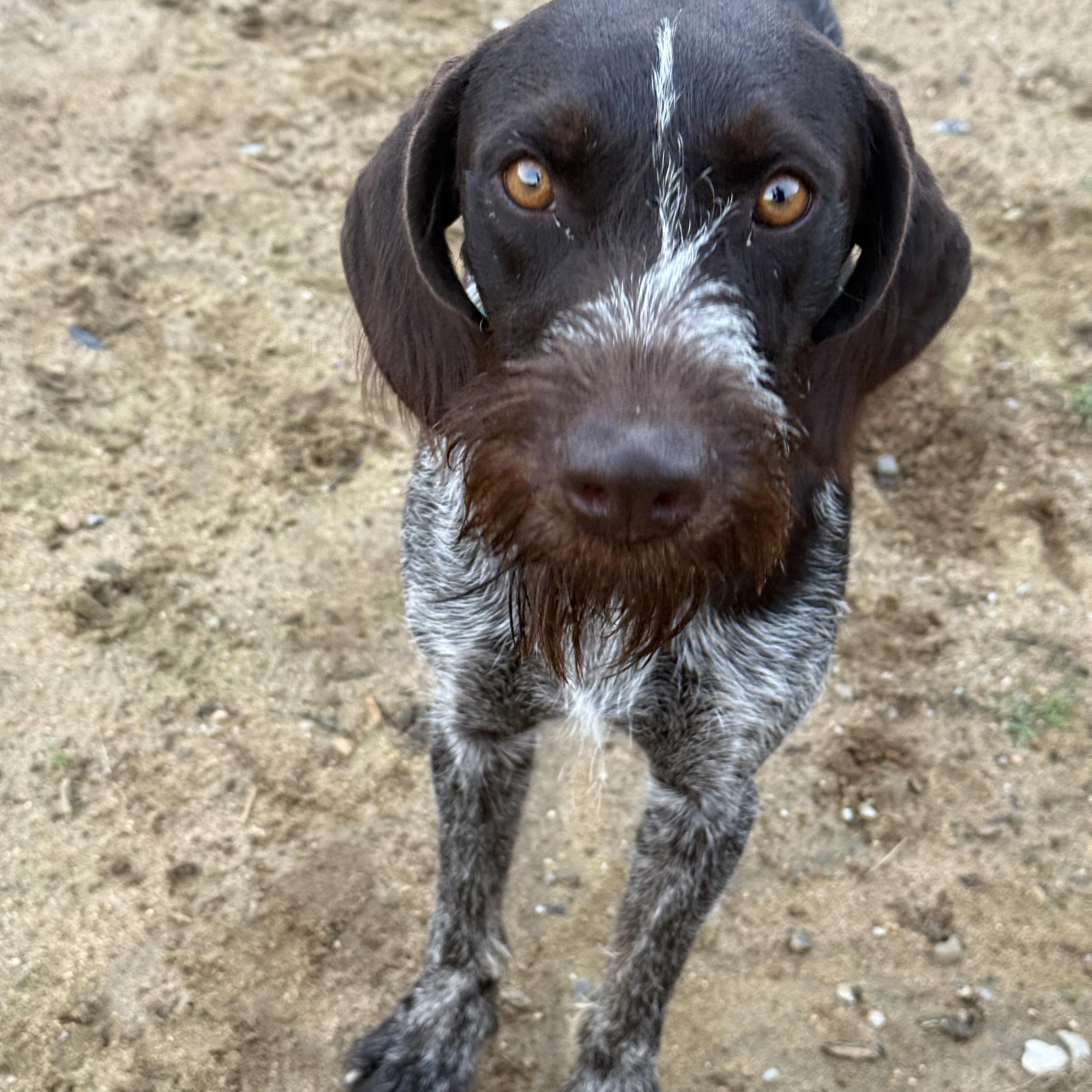 Buck, Adoptable, Young Male German Wirehaired Pointer.