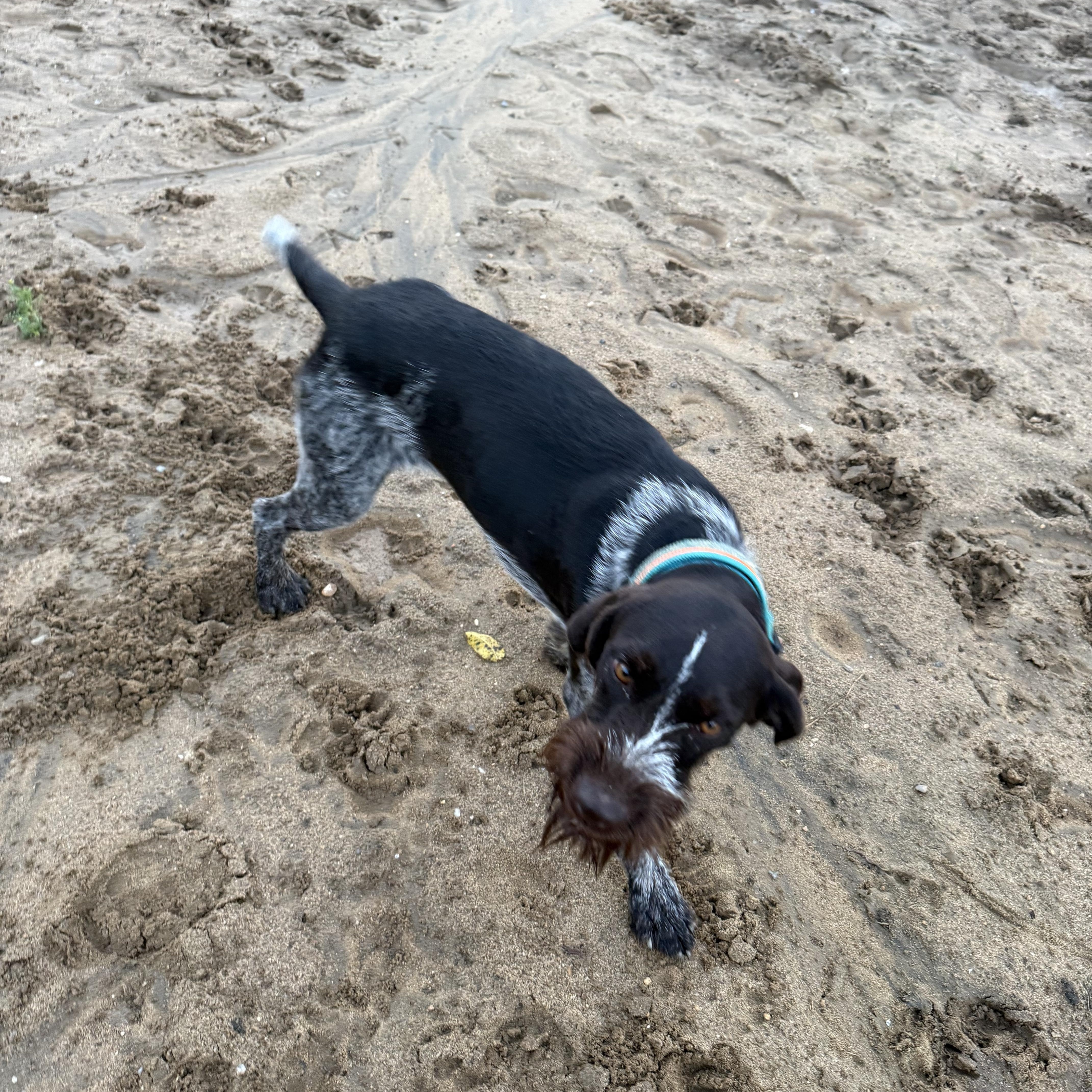 Enlarge Buck, a Adoptable German Wirehaired Pointer in Fries, VA image 3/4