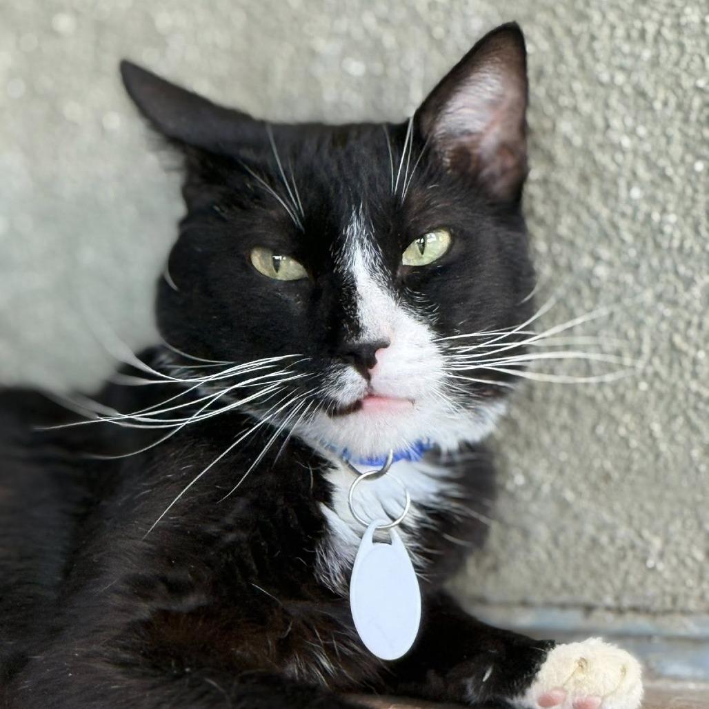 Silvio — thumbnail 2