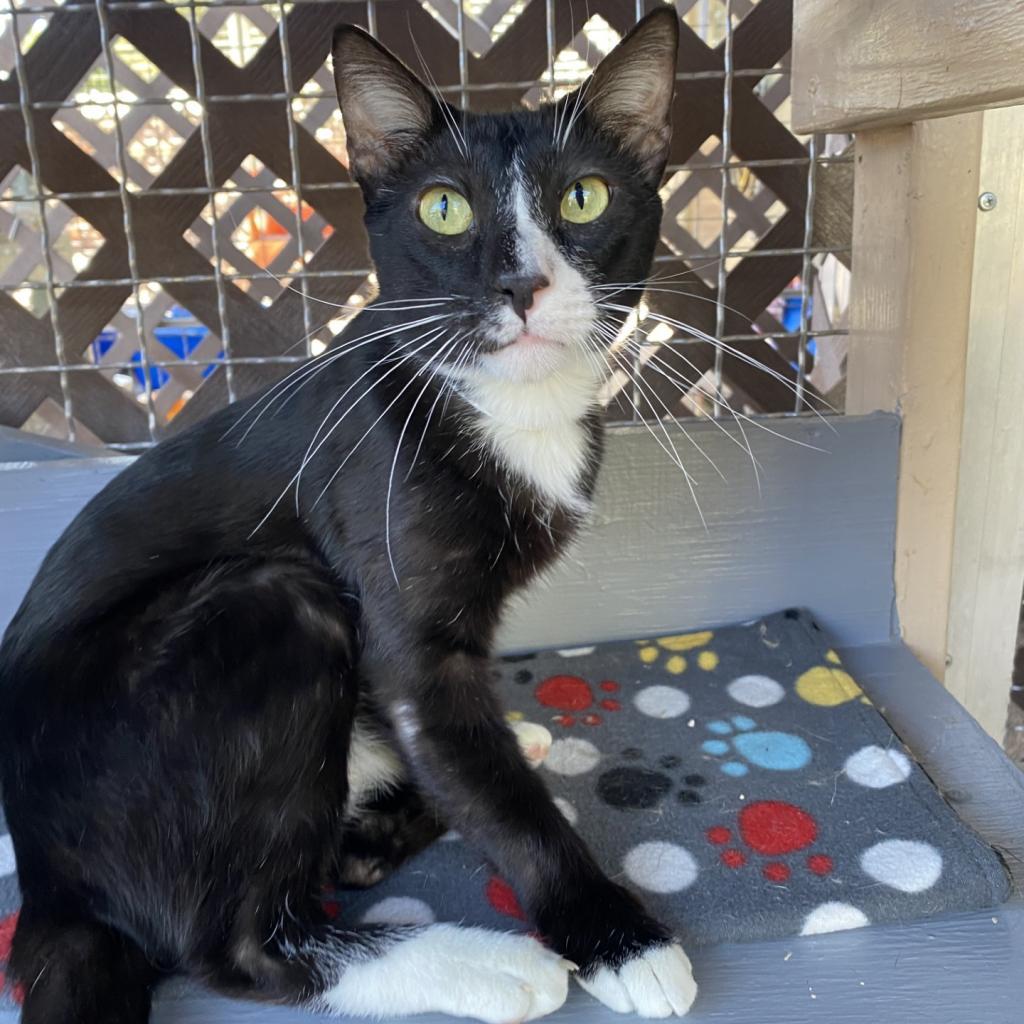 Silvio — thumbnail 3