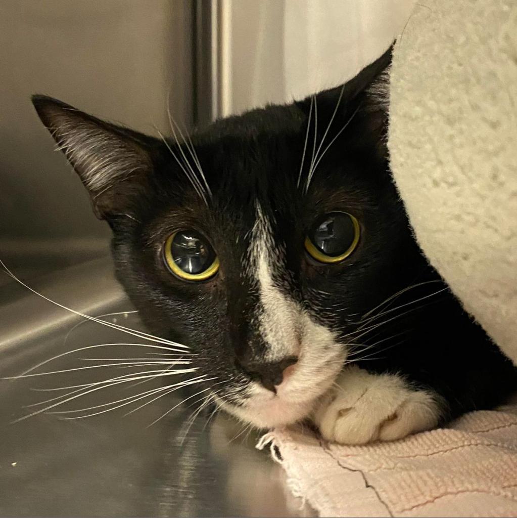 Silvio — thumbnail 5