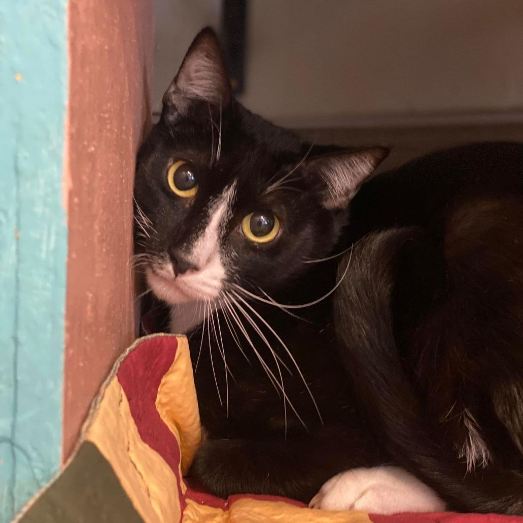 Silvio — thumbnail 6