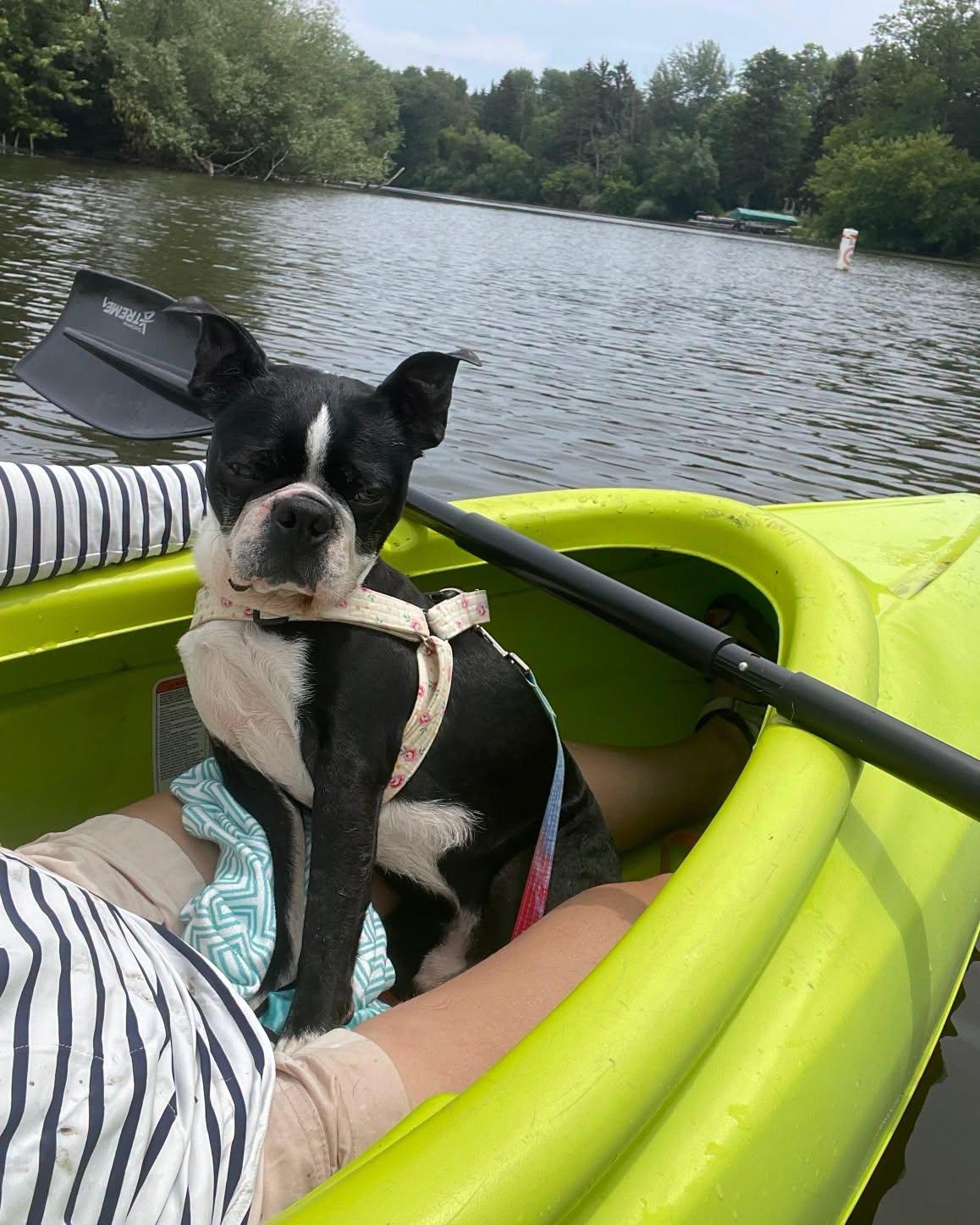 Enlarge Frank, a ADOPTABLE Boston Terrier in Waukesha, WI image 3/5