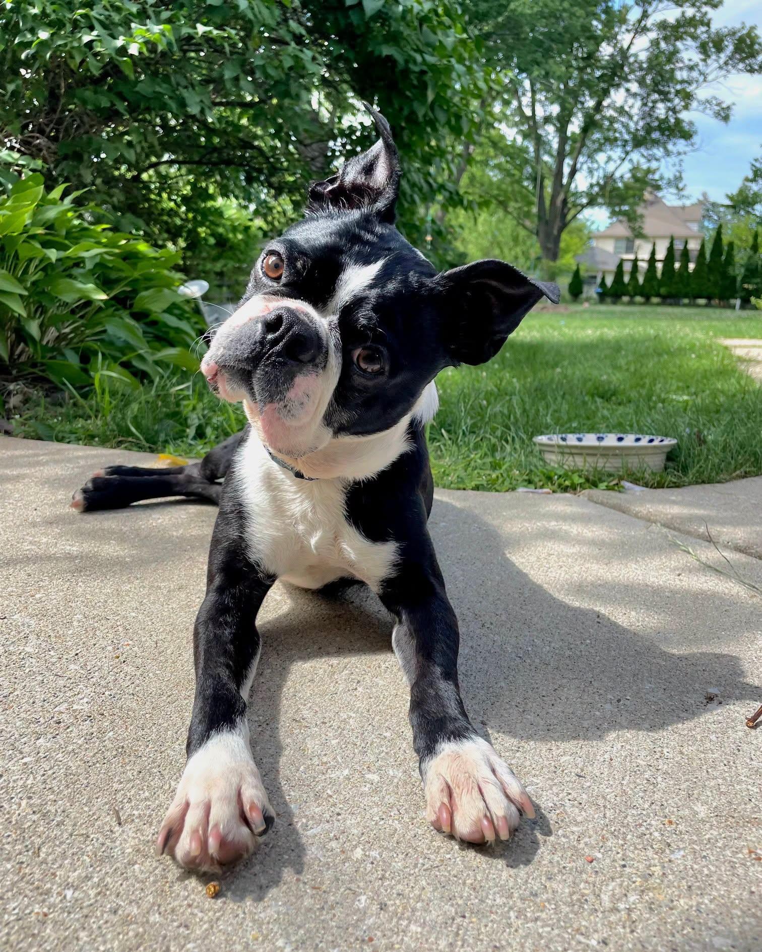 Frank, adopted, Adult Male Boston Terrier.