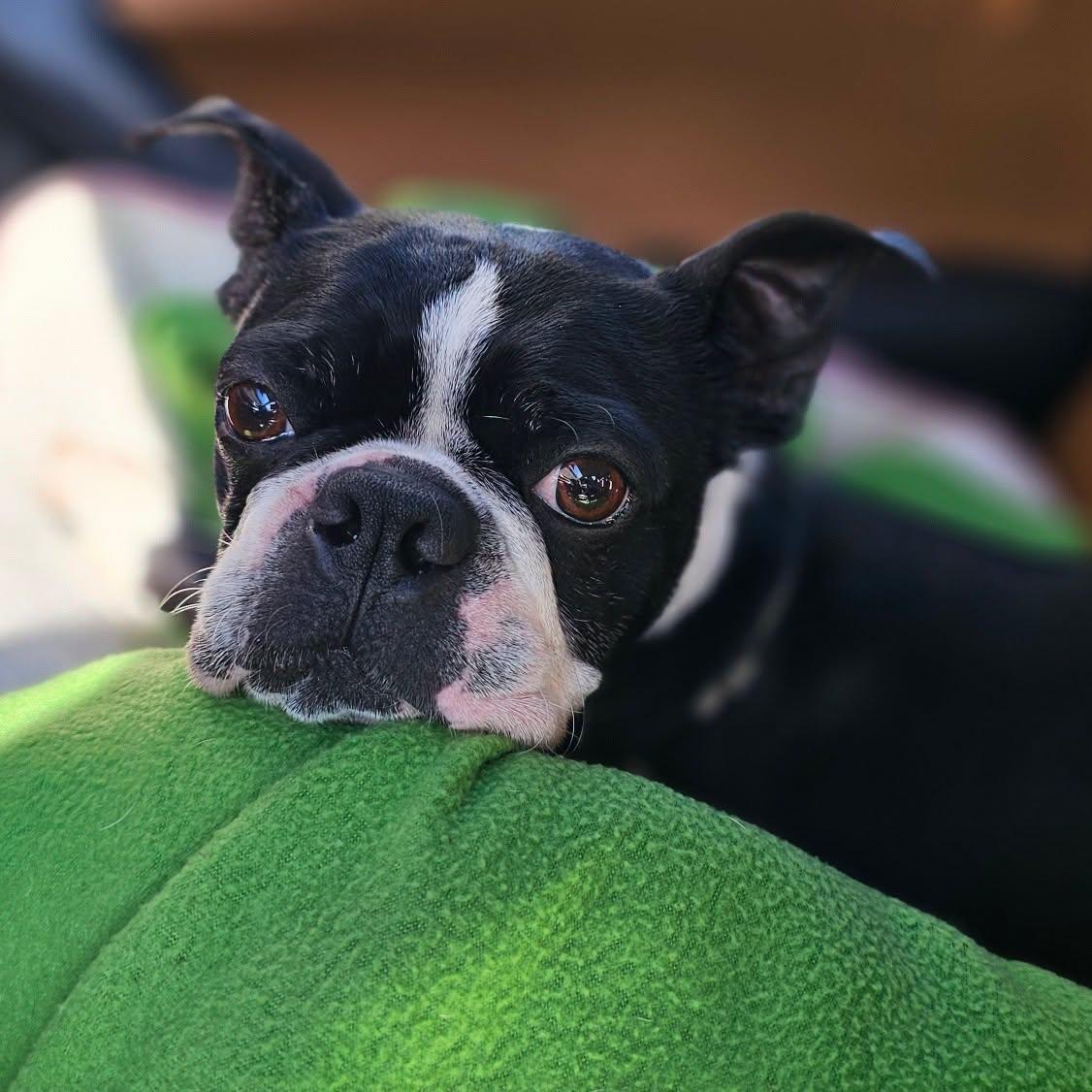 Enlarge Frank, a ADOPTABLE Boston Terrier in Waukesha, WI image 2/5